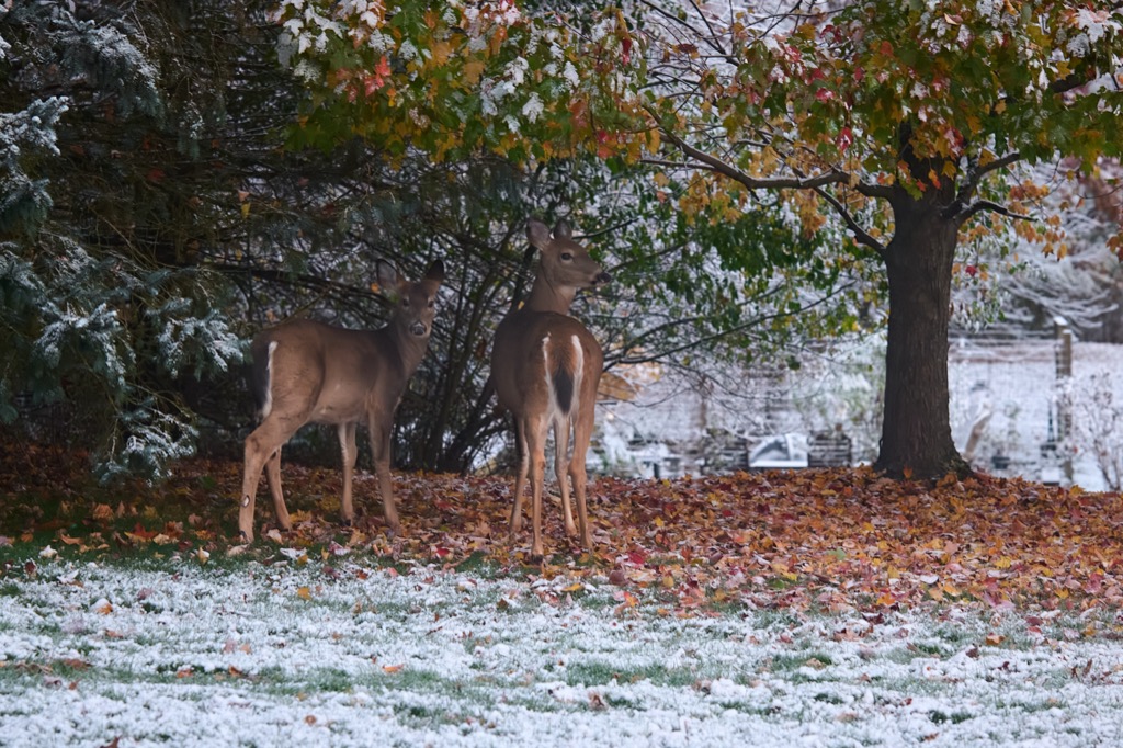 2 deer standing under a tree