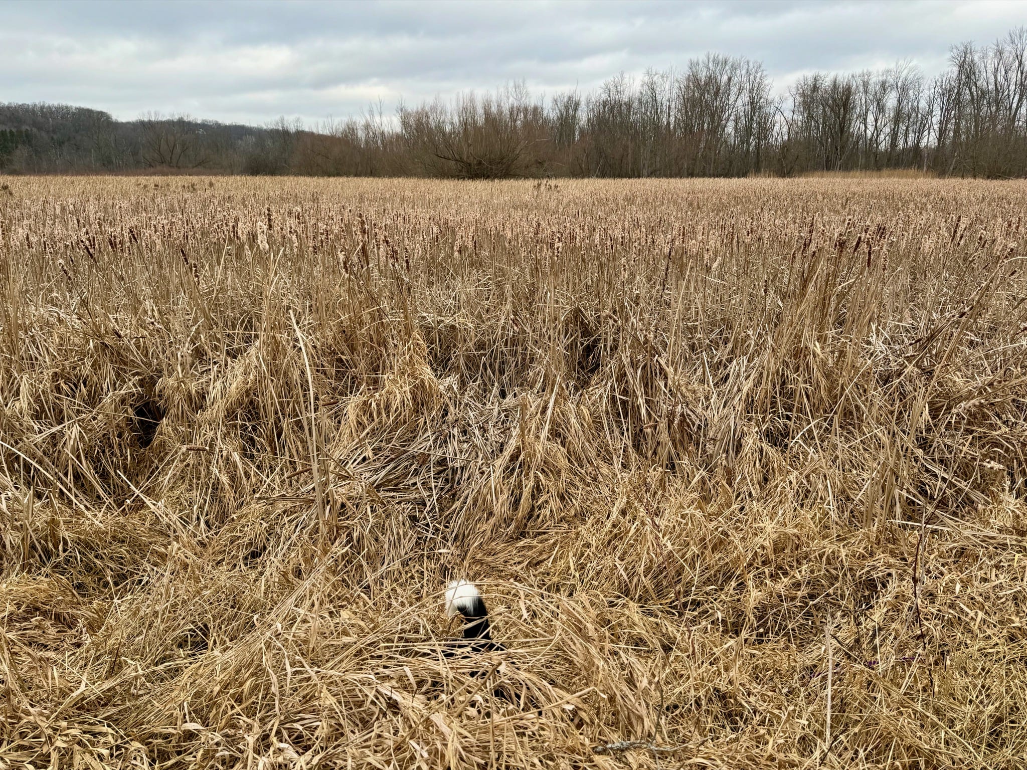 Dog's tail sticks out of weeds in large field