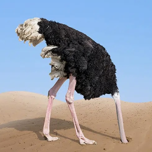 An ostrich with his head in the sand