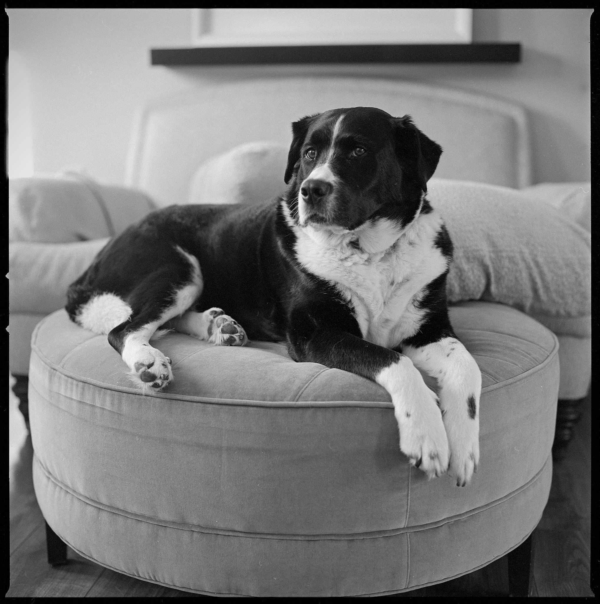 Black and white film photo of dog laying on ottoman